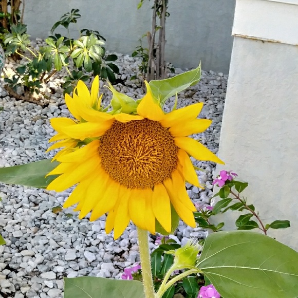 Meet your Posher, Lala - Picture 1 of 4